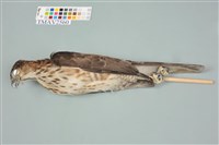 藏品(鳳頭蒼鷹)的圖片